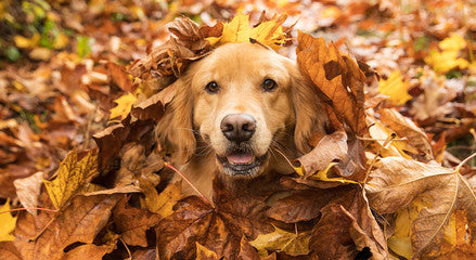 Un chien heureux joue dans un tas de feuilles d'automne, illustrant les activités amusantes pour les animaux de compagnie en automne.