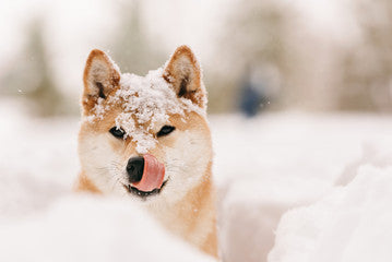 Conseils pour le bien-être de votre chien en hiver: Préparez l'hiver avec DOG DELICAT