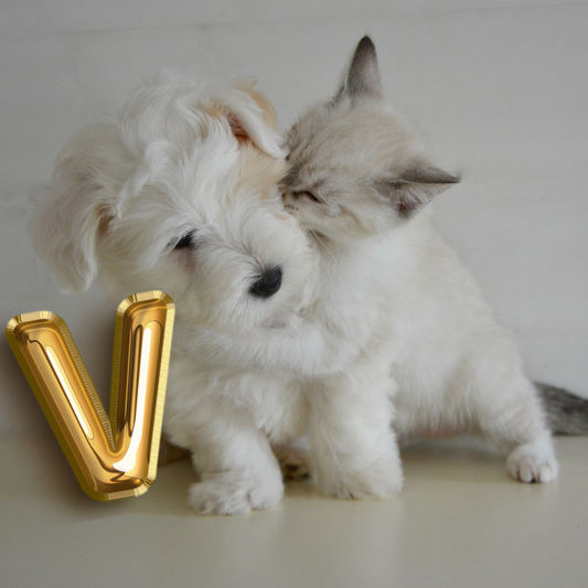 Découvrez notre sélection de noms en V pour chiens et chats, catégorisés par DOG DéliCATet chats, catégorisés par DOG DéliCAT