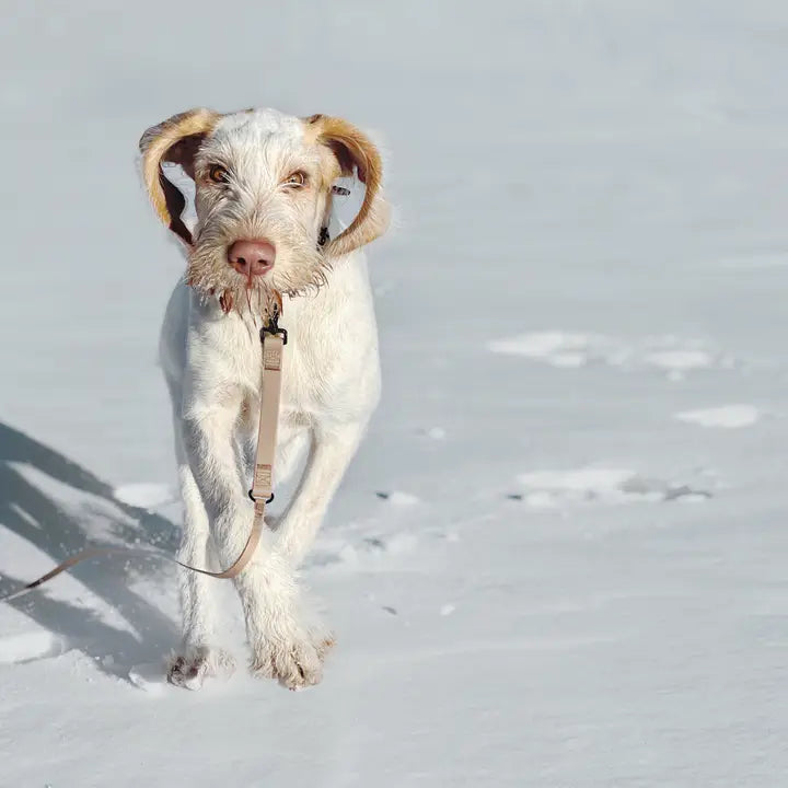 Longe NOMAD pour Chien - Légère, résistante et pratique pour vos promenades avec votre fidèle compagnon.