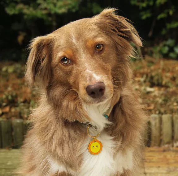 Médaille pour Chien/Porte-Clé Connecté Spoors avec QR Code -Sécurité et Tranquillité pour Votre Animal