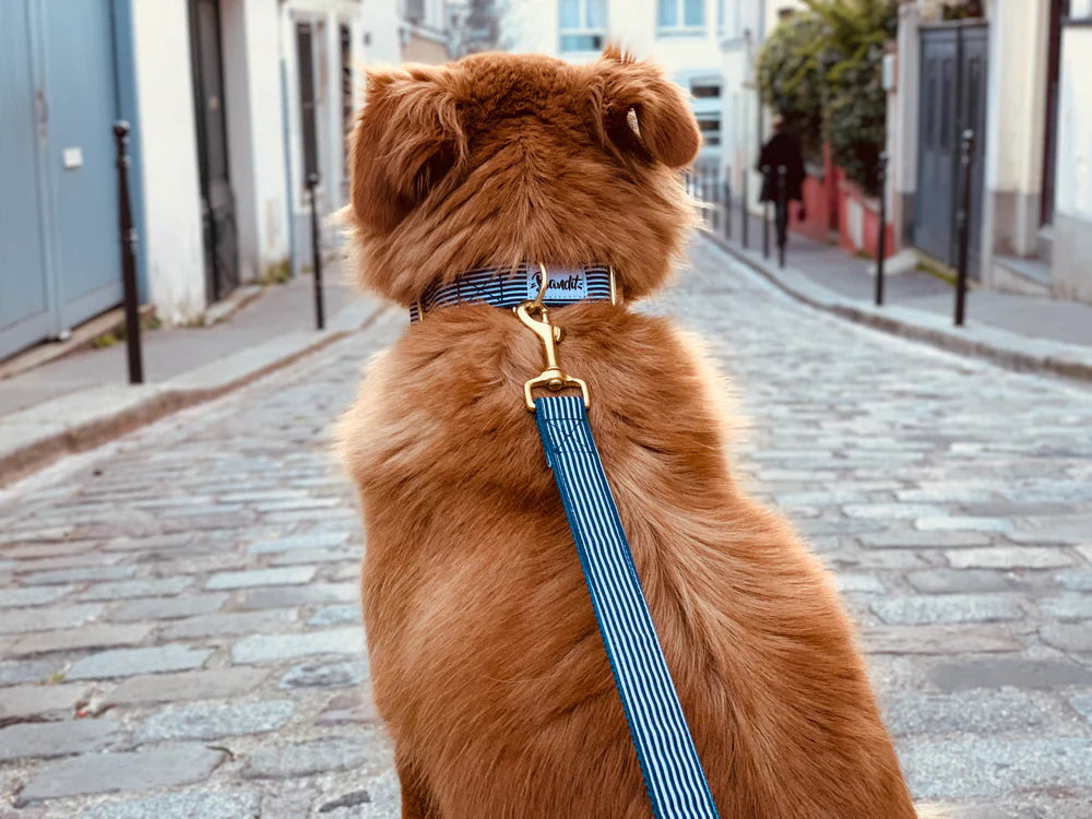 Collier pour chien motif marin "In the Navy" de la marque BANDIT chez DOG DéliCAT