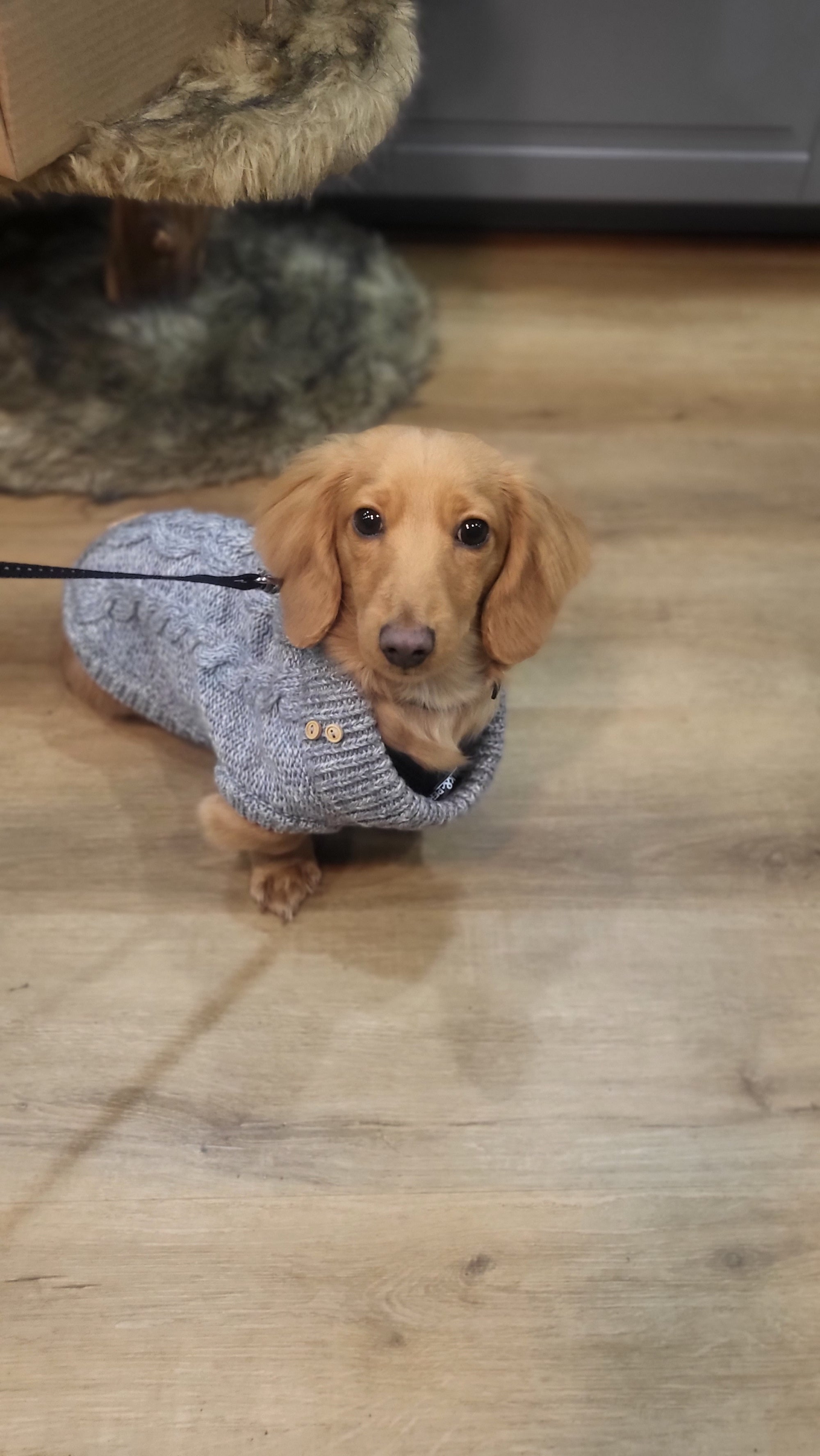 Un vêtement à mon chien ?