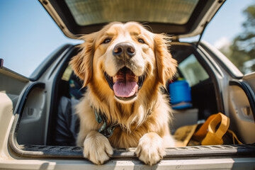 Chien heureux en vacances avec sa famille, équipé des essentiels de DOG DELICAT.