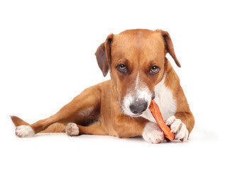 Mastication pour nos chiens : Une source de plaisir et de bienfaits !