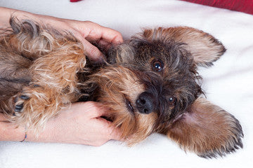 Un chien  se détend pendant une séance d'ostéopathie chez DOG DELICAT, offrant bien-être et relaxation pour nos compagnons à quatre pattes.
