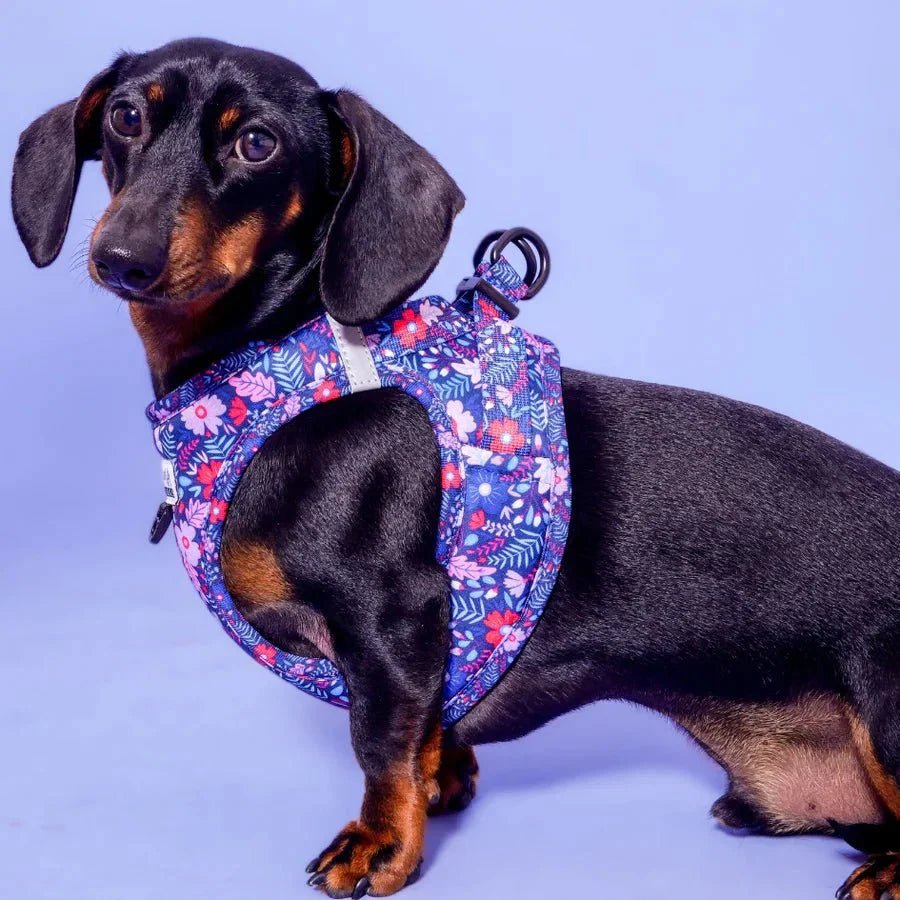 Chien portant un harnais confortable et élégant – DOG DéliCAT