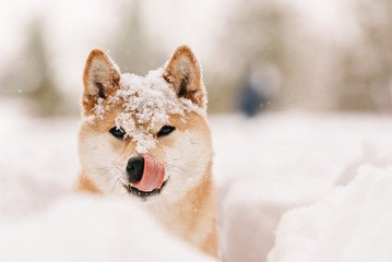 Conseils pour le bien-être de votre chien en hiver: affrontez l'hiver avec DOG DELICAT - DOG DéliCAT