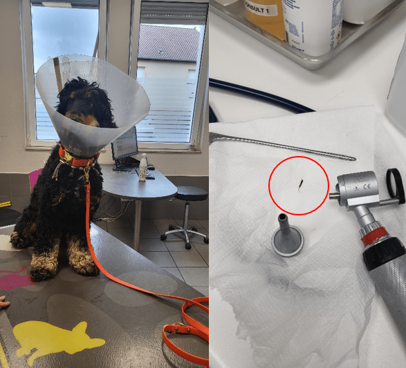 Danger des Épillets : Protégez vos Animaux avec des Conseils Précieux ! - DOG DéliCAT