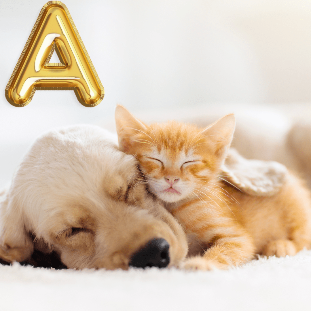 Noms en A pour Chiens et Chats : Faites de 2025 une année pleine d’Allure ! ✨🐾 - DOG DéliCAT