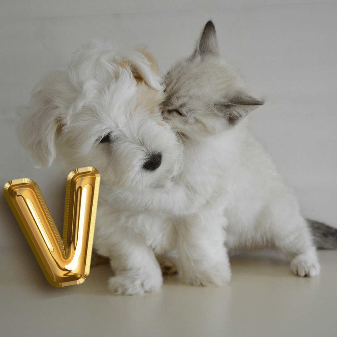 Noms en V pour Chiens et Chats : L'Art de la Dénomination - DOG DéliCAT