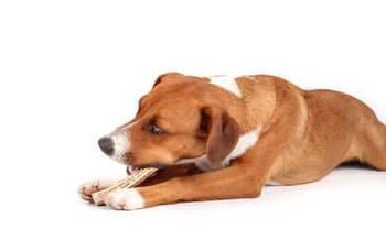 Chien profitant d'une mastication naturelle