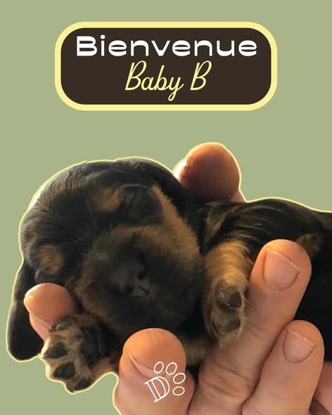 Rafiki chiot quelques jours après sa naissance – Prénoms en B pour chiens et chats 2026 | DOG DéliCAT