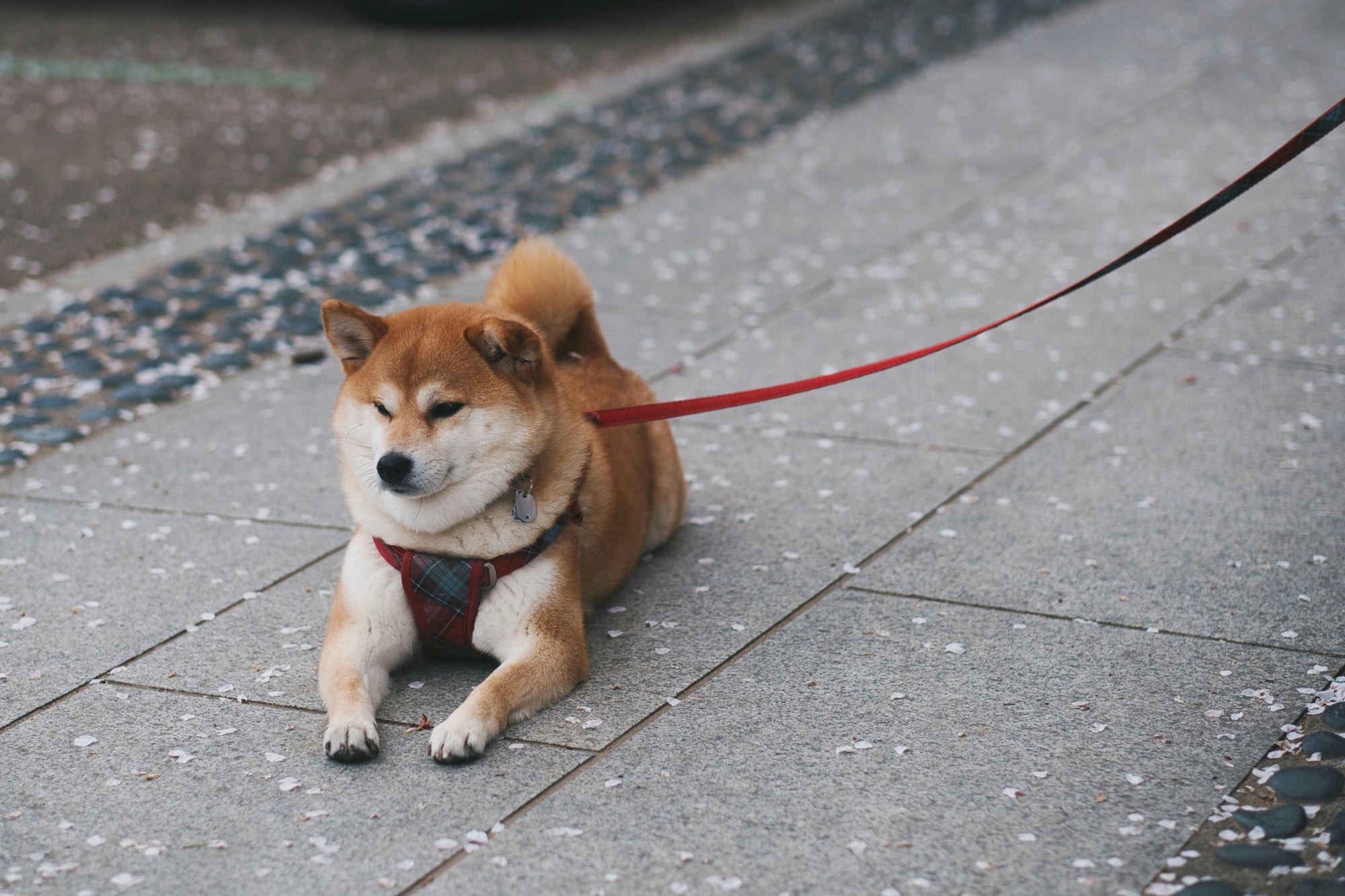 Les équipements essentiels pour une promenade réussie avec votre chien