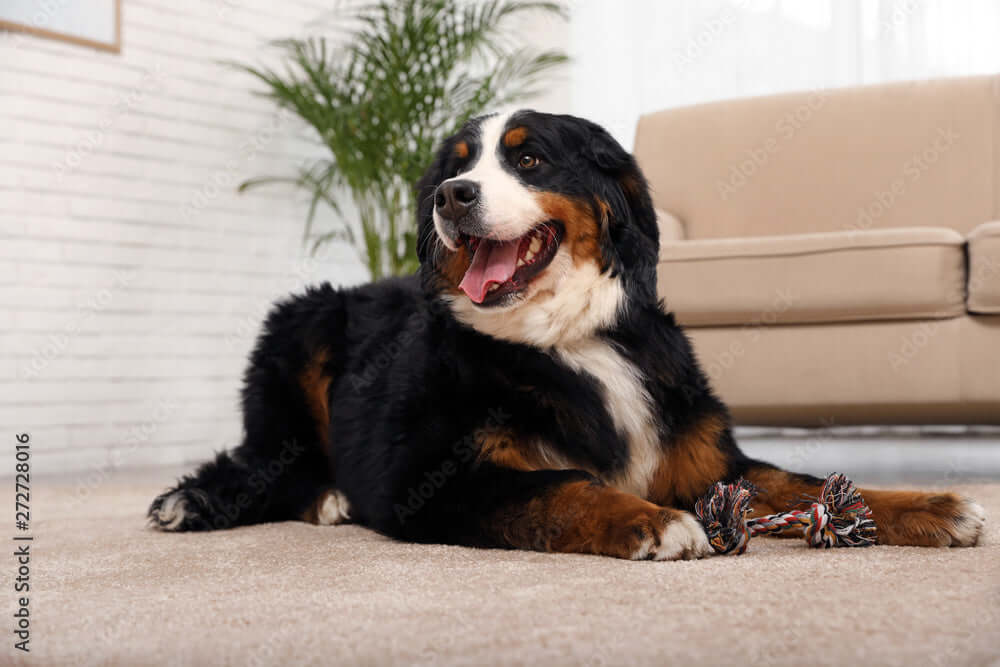 Jeux d'intérieur et peluches pour chiens.