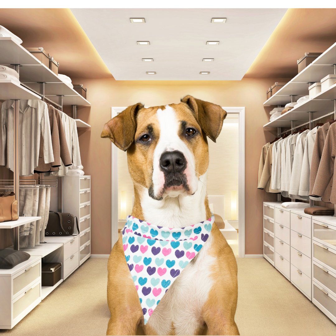 Vêtements et accessoires pour chiens dans le Dressing.