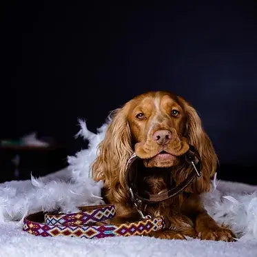 Découvrez Mexie : Artisanat Mexicain pour Chiens chez DOG DELICAT