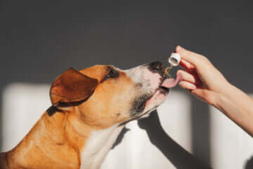 Compléments alimentaires pour Chiens