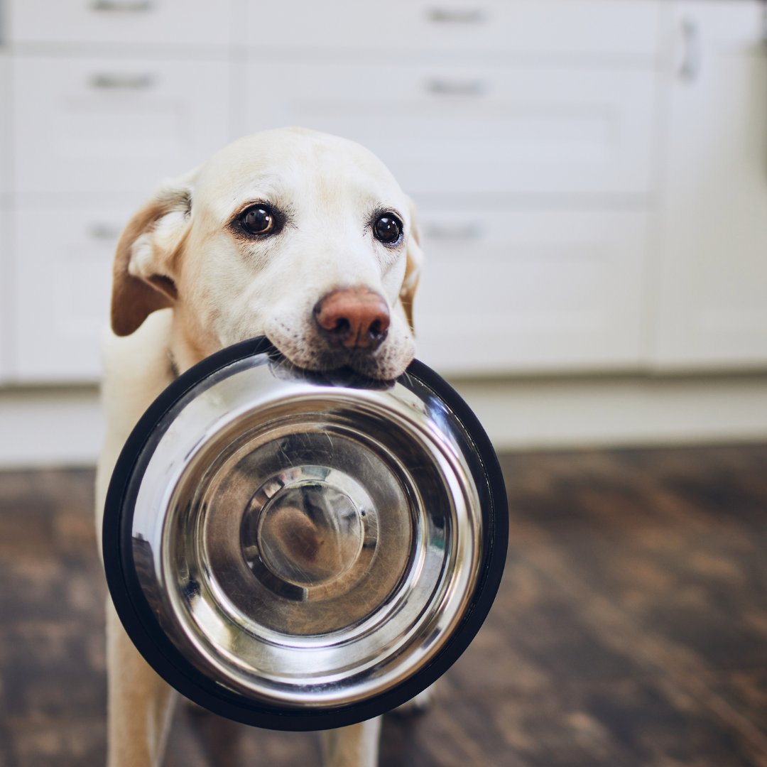 Alimentation premium, friandises naturelles, gamelles et accessoires pour chiens dans la Cuisine