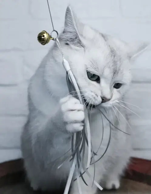 Peluches, balles et jeux de canne pour chats