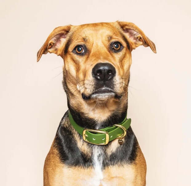 Collection Fidèle Paris - accessoires pour chiens élégants en sangle TPU et laiton.