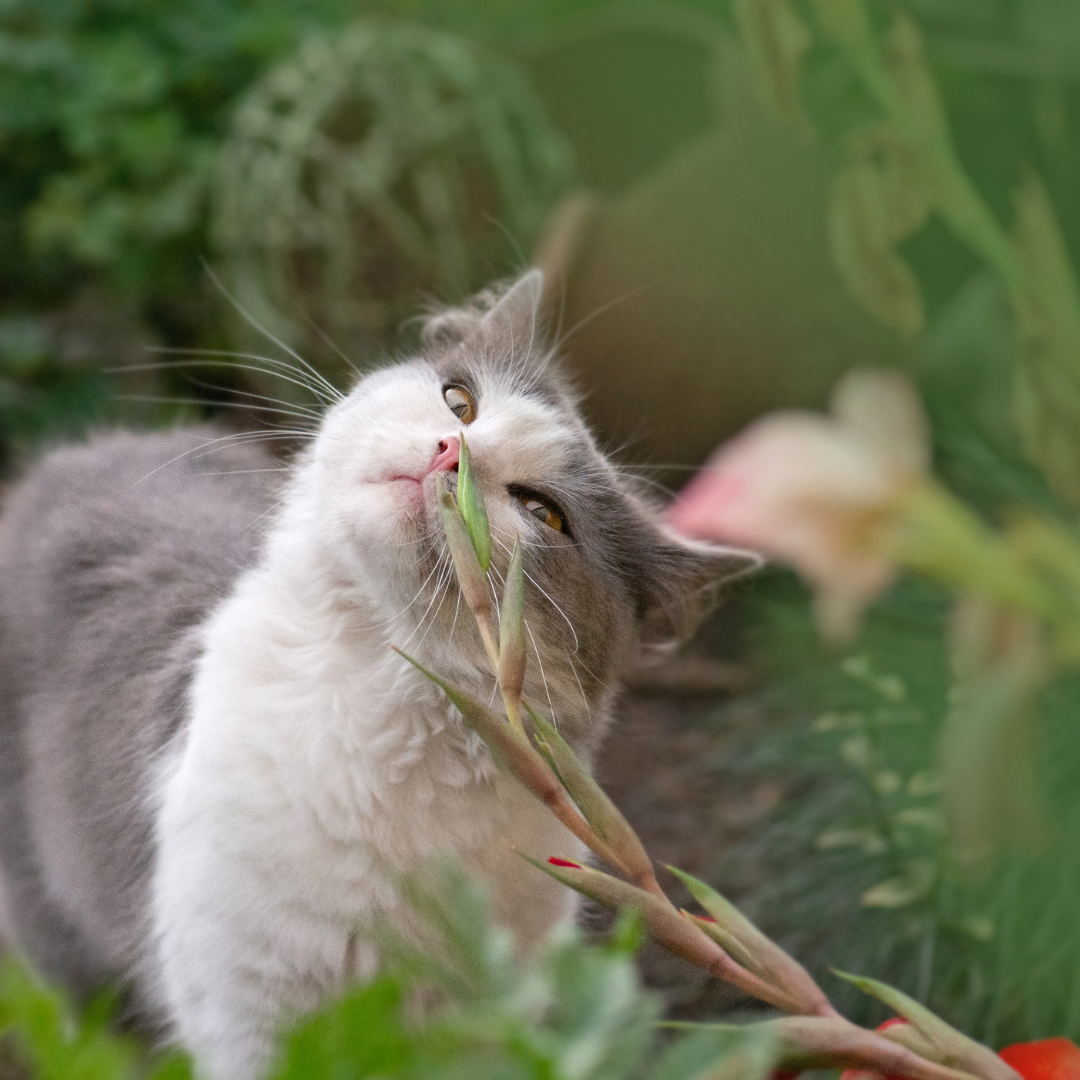 Antiparasitaires Chats