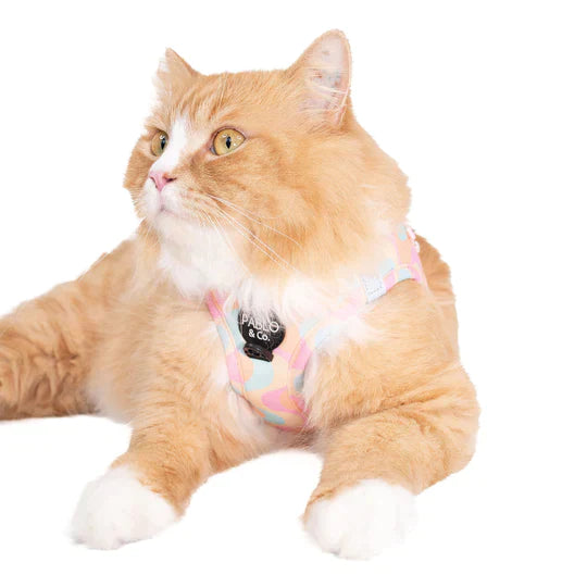 Autres accessoires de sortie pour Chats