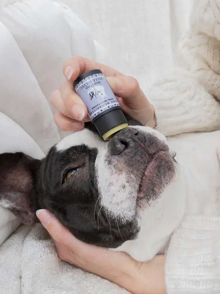 soins naturels chien DEXTER & MANGO made in France – DOG DéliCAT