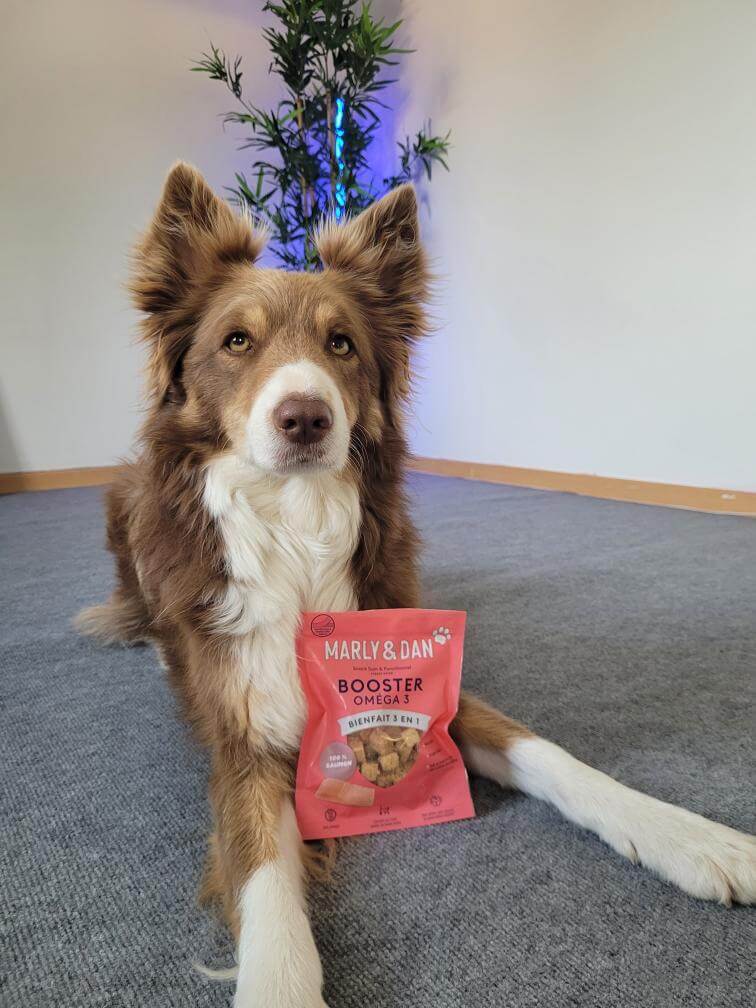 Offrez à votre chien le plaisir de déguster nos sélections Marly & Dan tout en prenant soin de sa peau et de son pelage. Disponibles chez Dog Delicat, votre boutique en ligne préférée pour les produits de qualité pour animaux de compagnie.