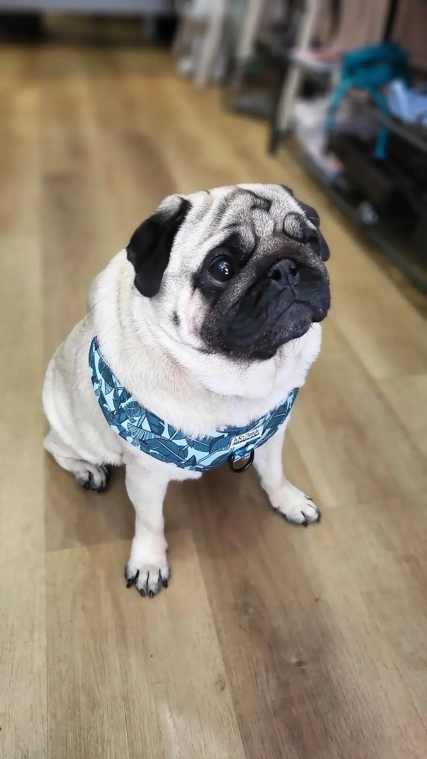 ARIZONA HOTDOGS - accessoires uniques et colorés pour chiens et chats - DOG DéliCAT