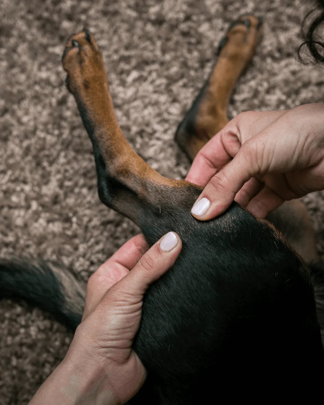 ATELIERS DOG DéliCAT - Bien-être chien & chat à Thionville - DOG DéliCAT