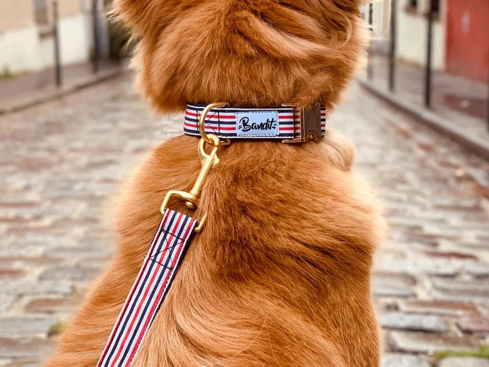 BANDIT - Accessoires fun et solides pour chiens et chats - DOG DéliCAT