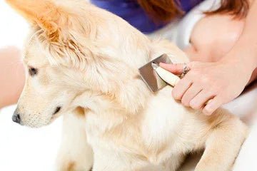 Brosses et accessoires d’hygiène pour chiens - DOG DéliCAT