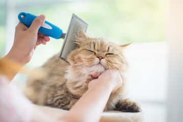 Brosses et accessoires pour chats – beauté & bien-être du pelage - DOG DéliCAT