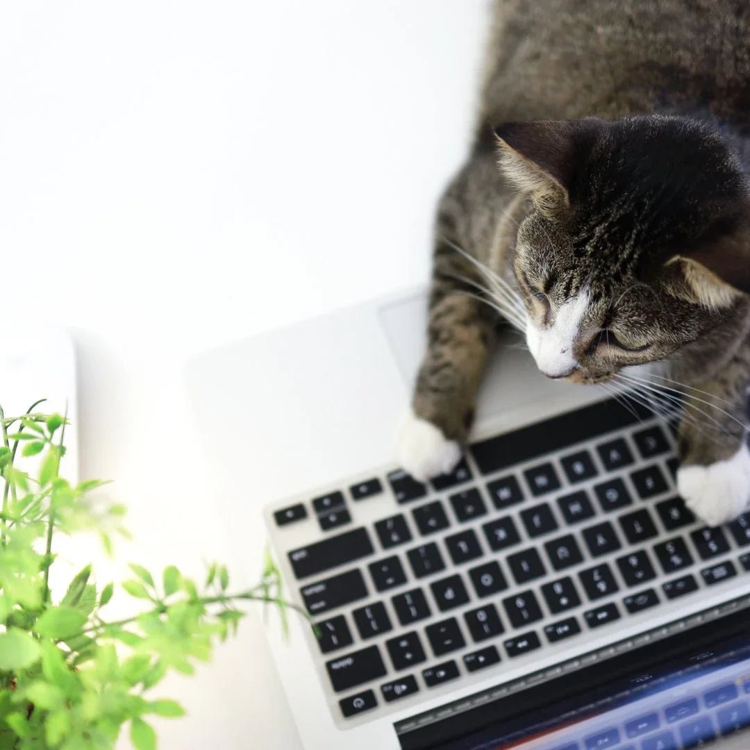 BUREAU CHAT – Livres félins, papeterie illustrée et déco inspirée des chats - DOG DéliCAT