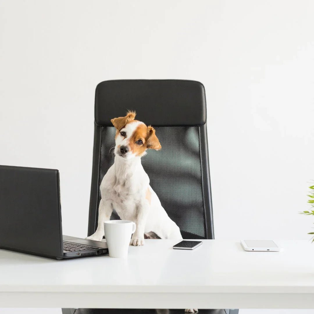 BUREAU CHIEN – Livres, papeterie et déco inspirée par nos chiens adorés - DOG DéliCAT