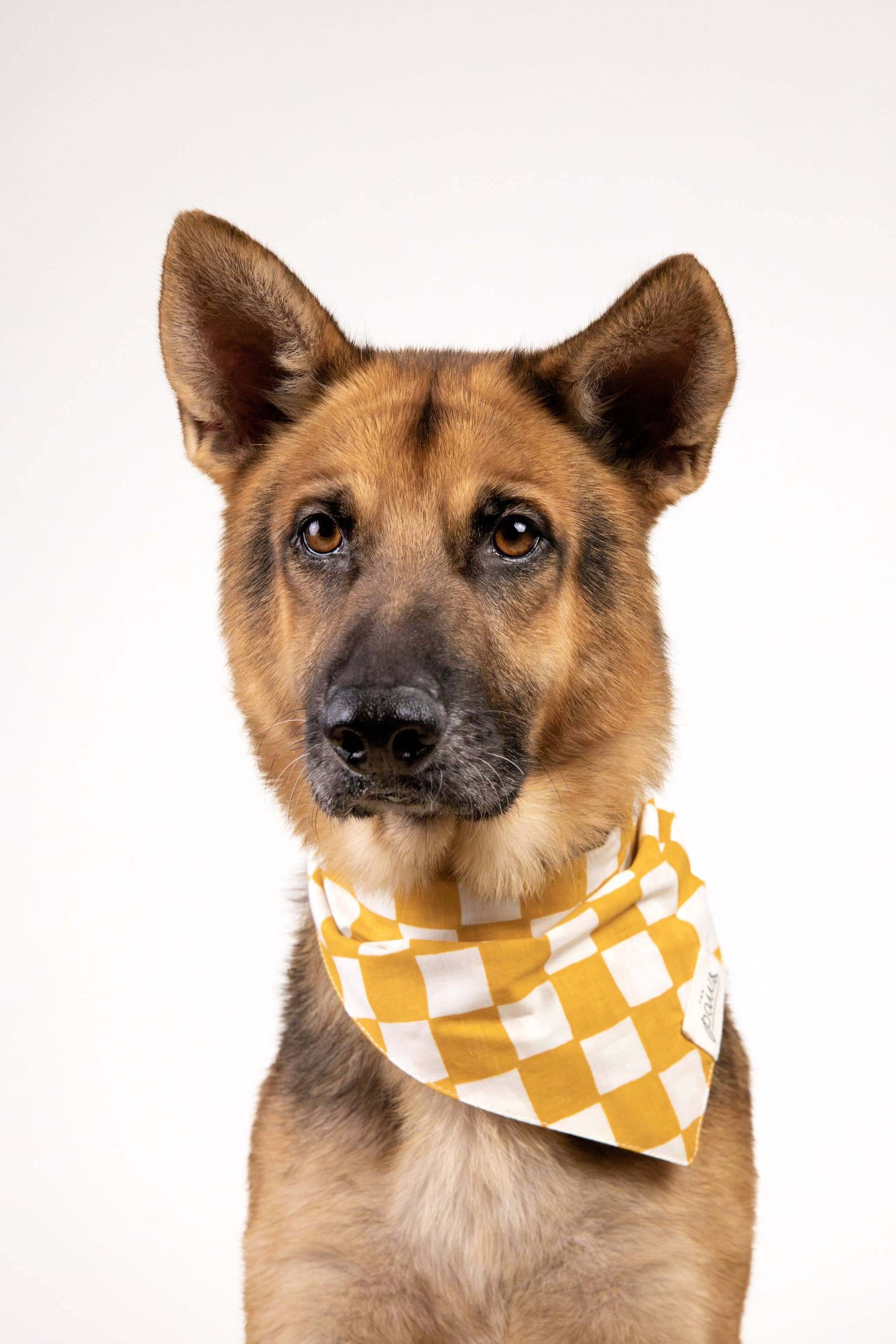 Collection The Paws – Bandanas et nœuds en coton faits main à Bali pour chiens élégants.