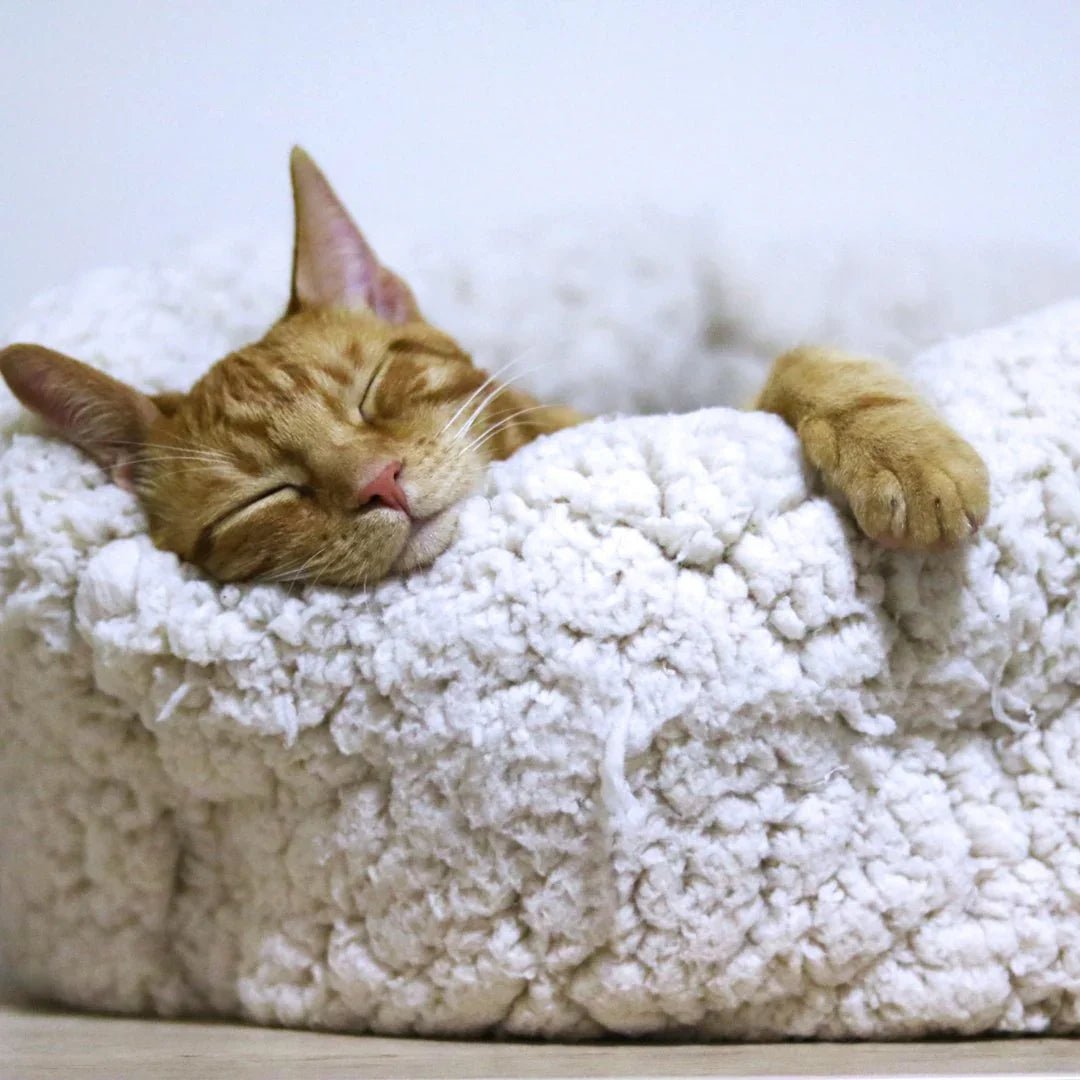 COIN REPOS CHAT – Paniers stylés, couchages cocoon et accessoires cosy - DOG DéliCAT