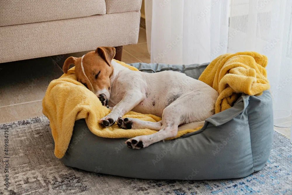 COIN REPOS CHIEN – Paniers design, confort absolu, sommeil réparateur - DOG DéliCAT