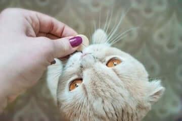Compléments alimentaires naturels pour chats - DOG DéliCAT