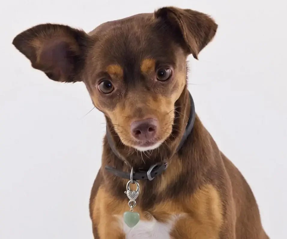 CRYSTAL PET LOVE - Les bienfaits de la lithothérapie pour Chiens et Chats - DOG DéliCAT