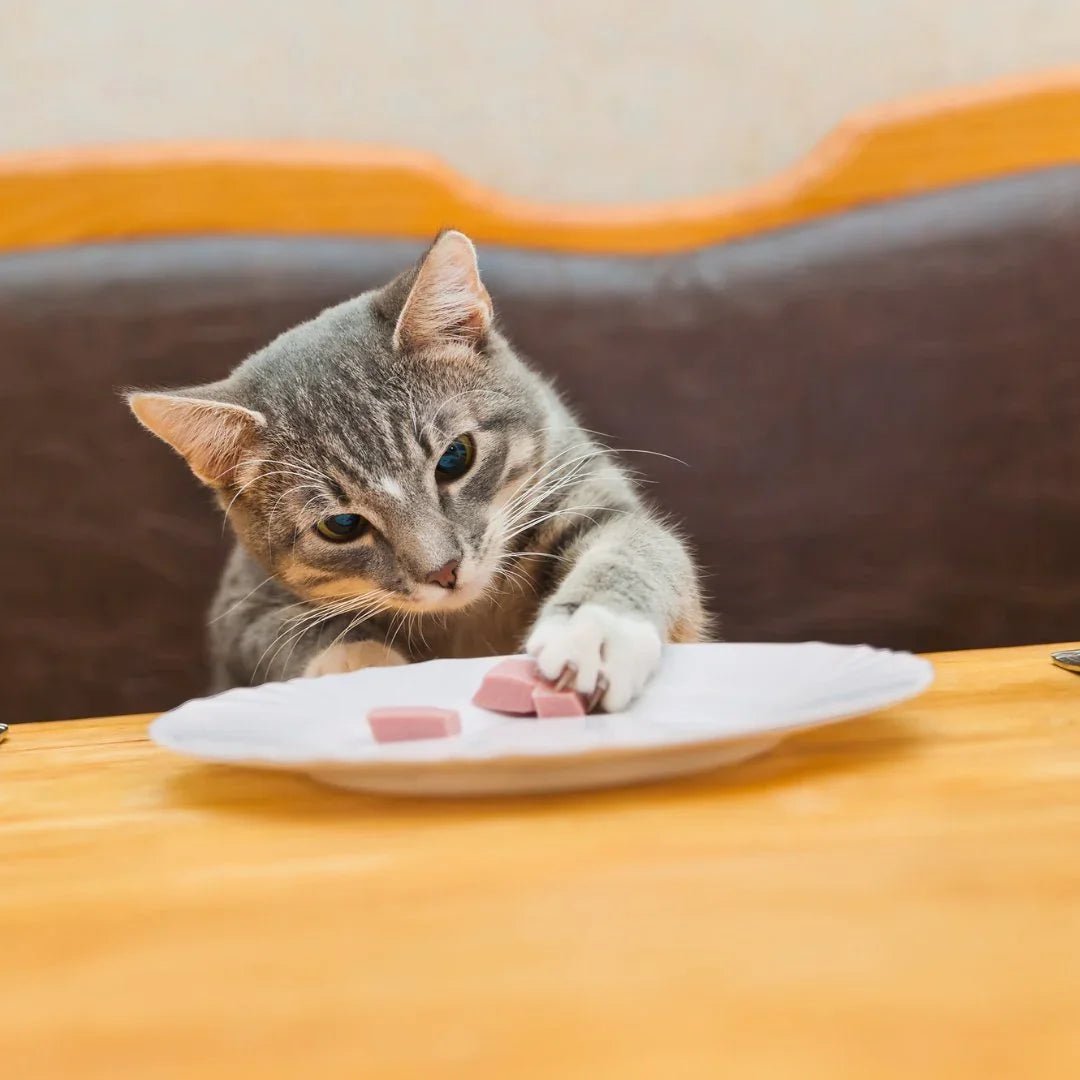 CUISINE CHAT – Alimentation naturelle, croquettes françaises et gamelles stylées - DOG DéliCAT