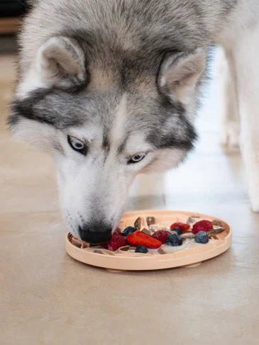 Friandises naturelles mastication chien chat sélection cuisine DOG DéliCAT ALVETIA
