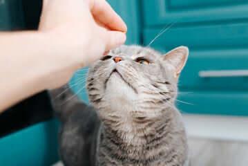 Friandises naturelles - pour chats gourmets et gourmands - DOG DéliCAT