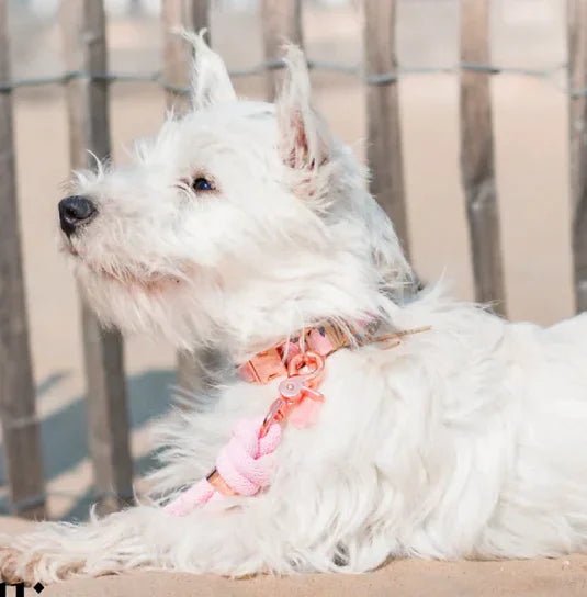 FRIMOUSSE DOG - Créateur français pour chiens - DOG DéliCAT