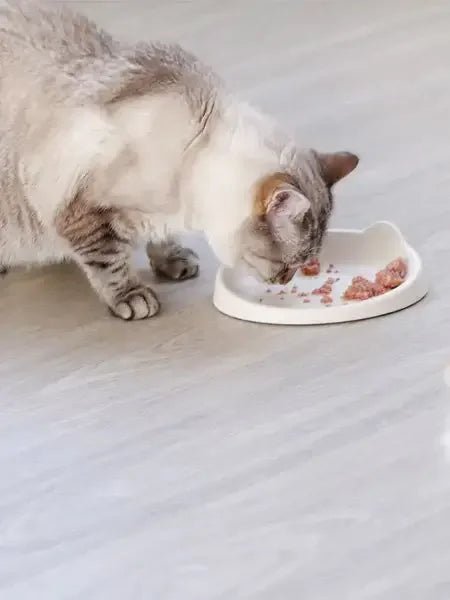 Gamelles et contenants pratiques - pour chats stylés - DOG DéliCAT