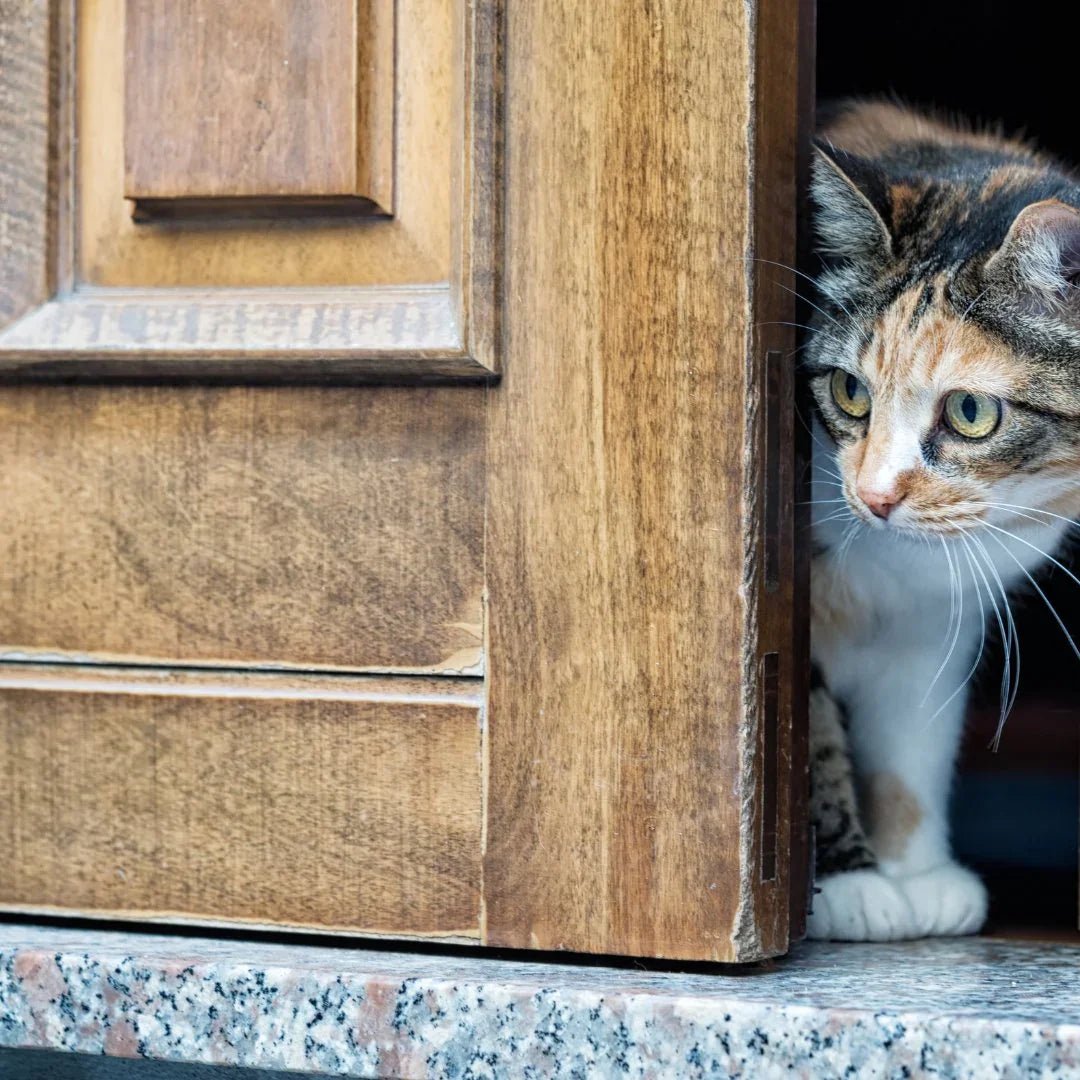 HALL D’ENTRÉE CHAT – Transport stylé, harnais confort et essentiels pour bouger chic - DOG DéliCAT