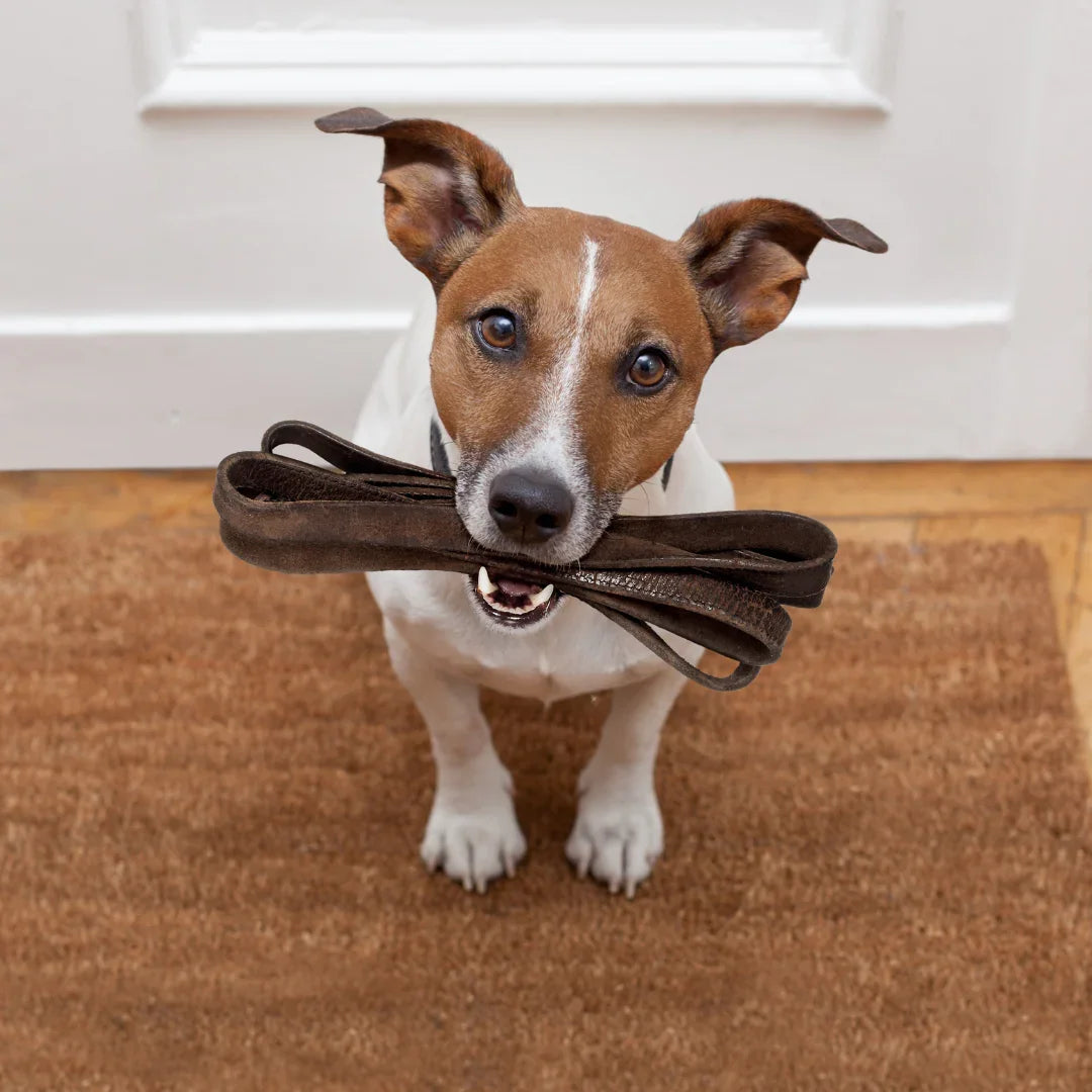 HALL D’ENTRÉE CHIEN – Sorties stylées, confort assuré, accessoires durables - DOG DéliCAT