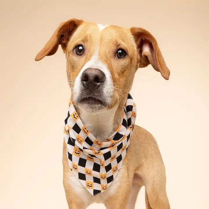 Halloween Chiens & Chats 🎃 – Jouets, Friandises & Accessoires - DOG DéliCAT