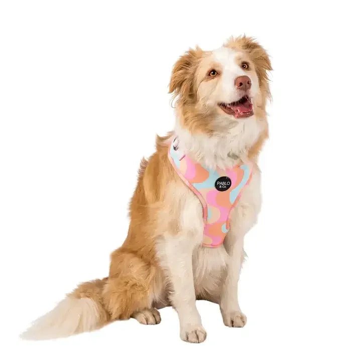 Harnais pour Chien – Style, confort et maintien pour des balades sereines - DOG DéliCAT